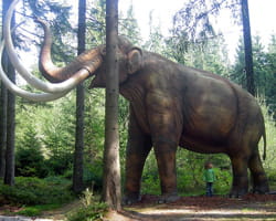 mamoouth