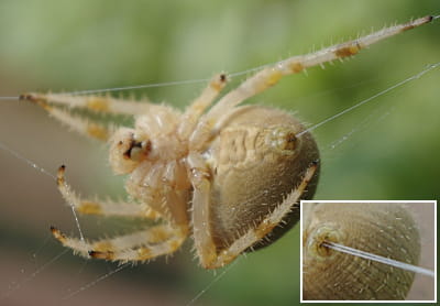 une araignée en train de faire de la soie. en gros plan, on peut voir les