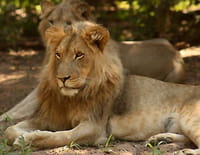 Devenir lion : La forêt de Dambwa