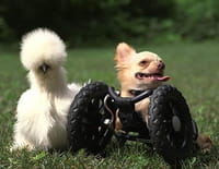 Drôles d'amis : Le chihuahua et le poussin