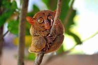 tarsier alice aubert