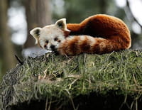 Une saison au zoo