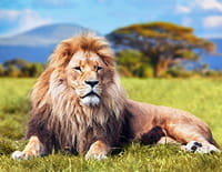 Indonésie sauvage : La savane africaine