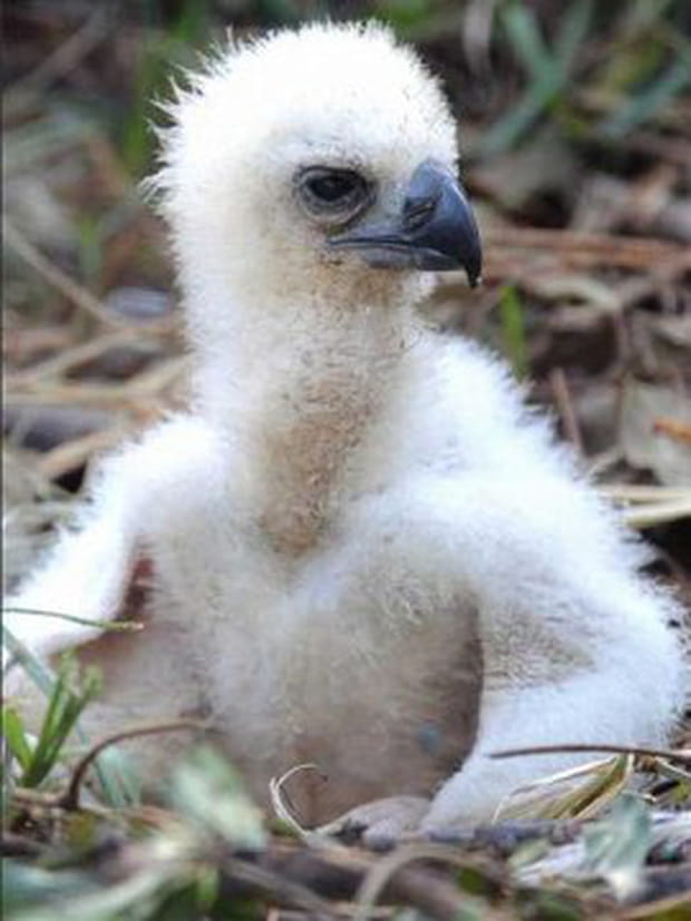 Harpie féroce, un aigle qui a de l