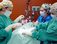 La clinique des animaux exotiques : Rhinoplastie lapine