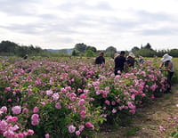 L'important, c'est la rose