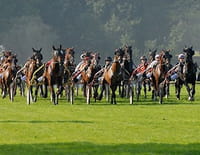 Un soir aux courses