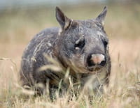 Indonésie sauvage : Australie : au pays des wombats