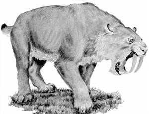 dessin d'un tigre à dents de sabre.