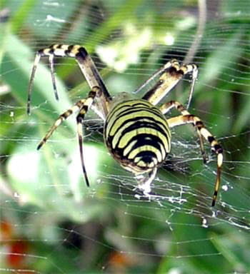 les fils de soie des araignées sont trois fois plus résistants que le kevlar.