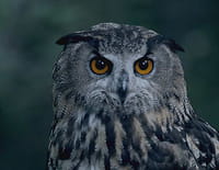La nuit des animaux
