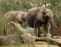 Une saison au zoo