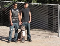 Pitbulls et prisonniers : Une mission difficile