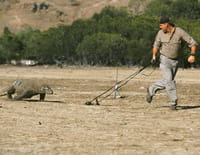 Croco chroniques : L'intelligence des crocodiles