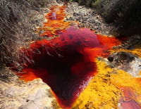 Vivre en enfer : Créatures du sel et de l'acide