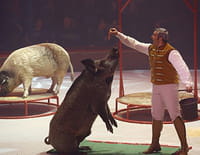 Une saison au cirque