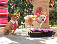 Le chihuahua de Beverly Hills 3