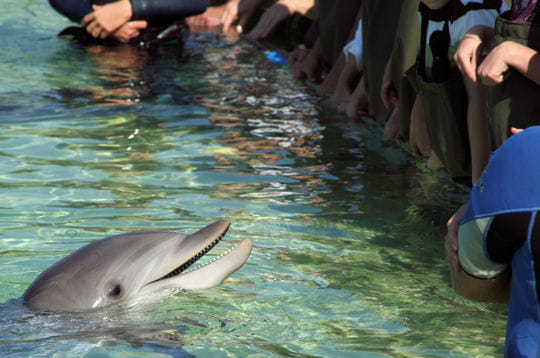 Rencontre avec les dauphins en corse
