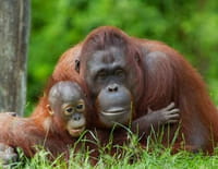 Suprême Animal : L'orang-outan, le raton laveur et le caracal