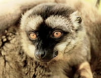 Les 20 chefs-d'oeuvre de la nature : Parc national d'Andasibe (Madagascar)