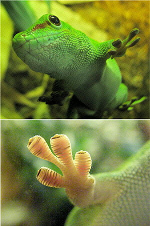 le gecko est capable de marcher au plafond sans tomber.
