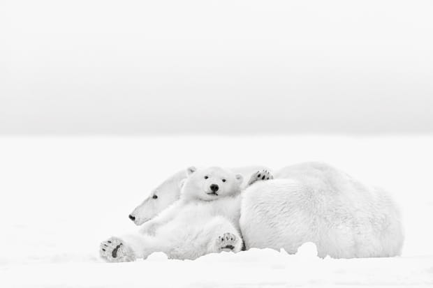 Rencontre ours