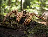 Grandeurs nature : Les hors-la-loi de la nature : lutter pour se nourrir