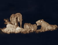 La nuit rêvée des lions