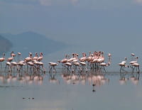 La vie secrète des lacs : Le lac Natron, aux extrêmes de la vie