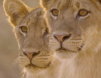 Prédateurs d'Afrique : Les rois de la troupe Nsefu