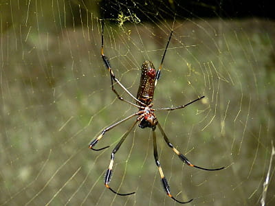 les toiles de la nephila clavipes se voient drôlement bien car elles tissent un