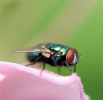 les oreilles d'ormia ochracea se situent sur son thorax.