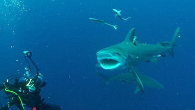plongee requin didier bremont