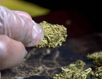 Inside : l'univers des drogues : La folie cannabis
