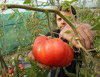 Tomate, à la recherche du goût perdu