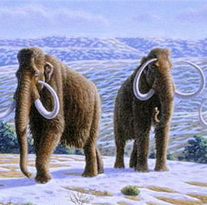 représentation de mammouths laineux.