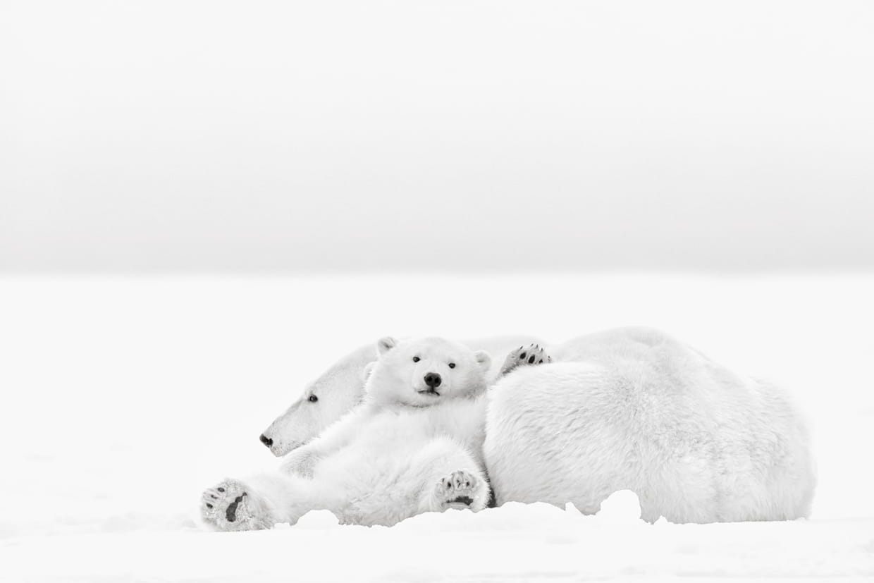 Rencontre ours blanc