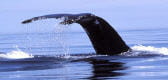 baleine