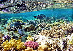 corail