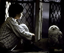 harry potter chouette
