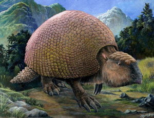 dessin du glyptodon