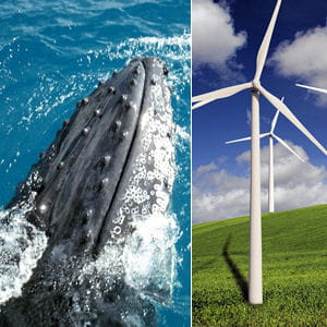les nageoires de baleine ont permis de penser à des pales d'éoliennes plus