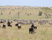Premiers pas dans la vie sauvage : Dans la savane