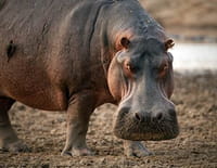 Lions et hippopotames : Une guerre de territoire