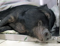 La clinique des animaux exotiques : Cochon aux urgences