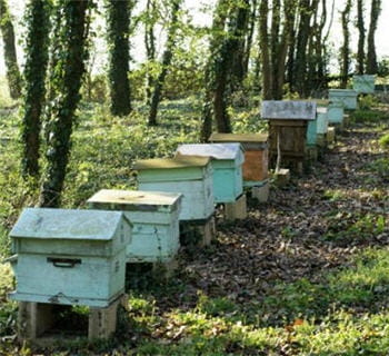 les abeilles sont déjà diminuées physiquement puis décimées par un facteur