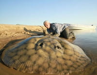 River Monsters : Les meilleurs moments (n°5) : Raies et requins tueurs