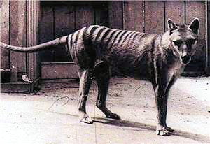 photographie du tigre de tasmanie.
