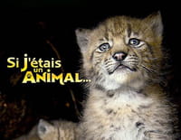 Si j'étais un animal : Si j'étais un orang outan