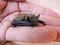 chauve souris loã¯c petit